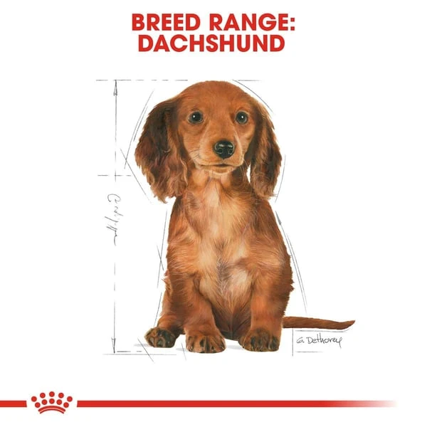 ROYAL CANIN Dachshund Puppy Welpenfutter Trocken Für Dackel 1,5kg – Bild 7