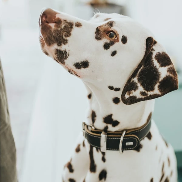 Hunter Halsband Aalborg Special Cognac – Bild 5