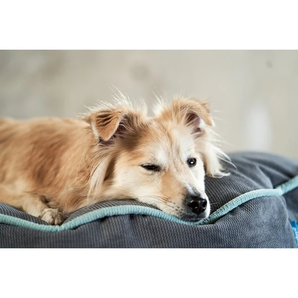 ZooRoyal Hundekissen Elias Anthrazit – Bild 12